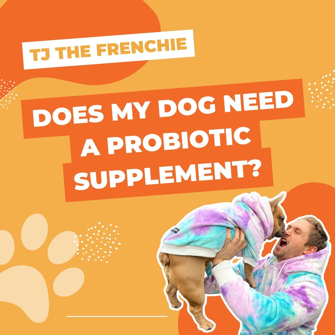 does-my-dog-need-a-probiotic-supplement-tj-pro