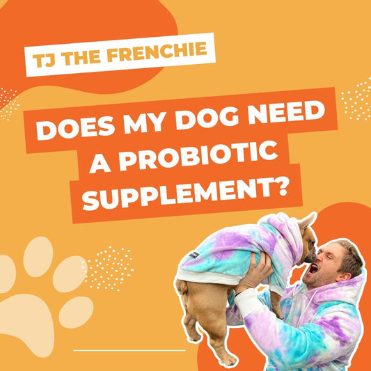 Does my dog need a probiotic supplement? - TJ Pro